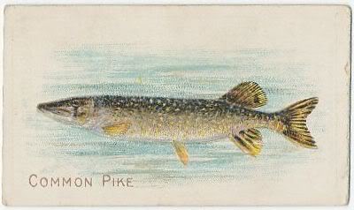 62 Common Pike